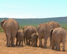 Addo National Elephant Park