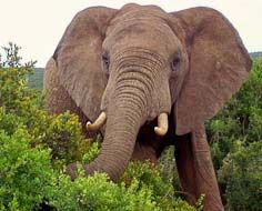 Addo Elephant Park Full Day Tour