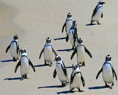 Betty's Bay African Penguins