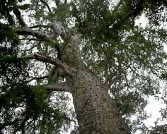 The Big Tree (Tsitsikamma)