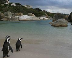 Boulders Beach Penguin Colony