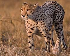 Mpumalanga