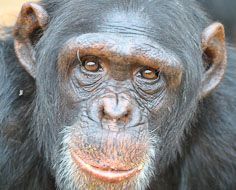 Chimpanzee Eden Sanctuary