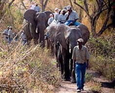 Elephant Whispers