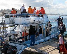 The Great White Shark Full Day Tour