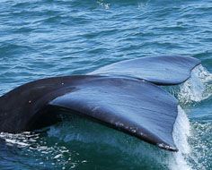 The Hermanus Full Day Tour