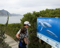 Hermanus