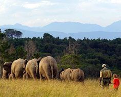 Knysna Elephant Park