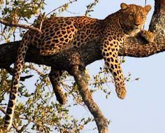 3 Day Classic Safari Experience Scheduled tour
