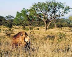 Limpopo
