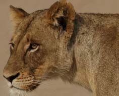 Kruger National Park