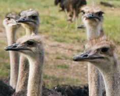 Oudtshoorn ostrich farms