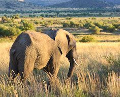 Pilanesberg National Park