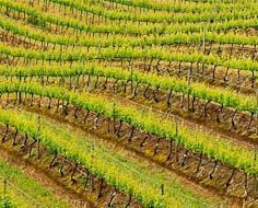 Cape Winelands