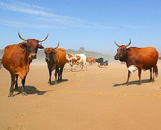 Transkei