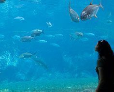 uShaka Marine World