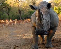 5 Day Wildlife Experience Scheduled Tour